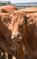 Canvas Print - agriculture elevage vache veau foin secheresse