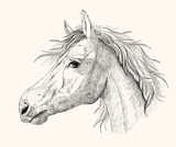 Fototapeta Konie - Graphic horse profile portrait