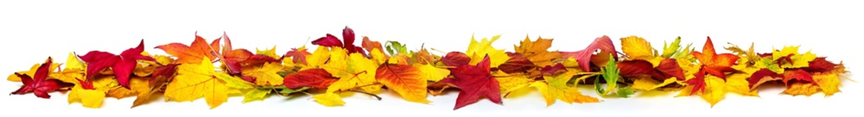 colorful autumn leaves on the ground as a border, extra wide panorama format with vibrant colors, is