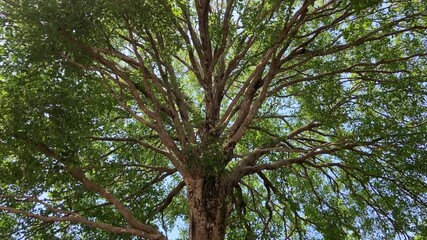 Wall Mural - Bottom view to the tree 