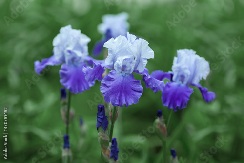 Beautiful purple iris flowers grow in the garden.