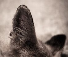 Close Up Of Wolf Ears In The Zoo.
