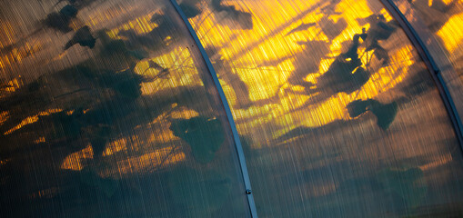 Wall Mural - Plant in a greenhouse at sunset as an abstract background.