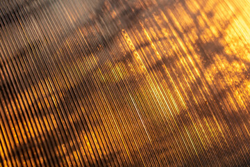 Wall Mural - Plant in a greenhouse at sunset as an abstract background.