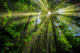 Fototapeta  - sun rays in green forest 