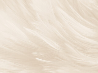 Wall Mural - Beautiful abstract gray and white feathers on white background, soft brown feather texture on white pattern background, yellow feather background