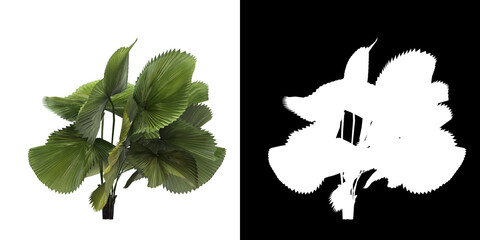 Wall Mural - Left view of tree (Licuala Peltata) png with alpha channel to cutout 3D rendering. For forest and nature compositing.	