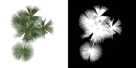 Wall Mural - Top view of tree (Sabal Palmetto) png with alpha channel to cutout 3D rendering. For forest and nature compositing.	