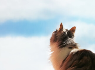 The long-haired Norwegian forest cat sits with its back turned and looks dreamily or bored at the sky and passing clouds.The color calico.waist up.Space for text on the left. animal background