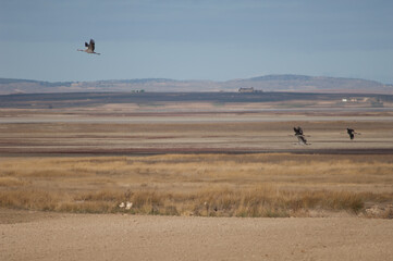 Wall Mural - Common cranes Grus grus in flight. Gallocanta Lagoon Natural Reserve. Aragon. Spain.