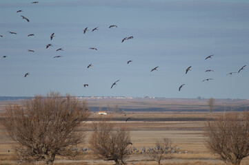 Wall Mural - Common cranes Grus grus in flight. Gallocanta Lagoon Natural Reserve. Aragon. Spain.