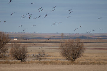 Wall Mural - Common cranes Grus grus in flight. Gallocanta Lagoon Natural Reserve. Aragon. Spain.