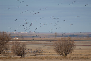 Wall Mural - Common cranes Grus grus in flight. Gallocanta Lagoon Natural Reserve. Aragon. Spain.