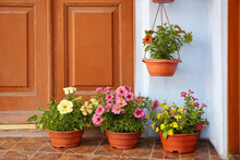 Beautiful Petunia Flowers In Pots On Steps Near Front Door