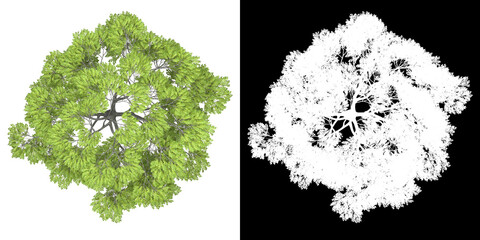 Wall Mural - top view of tree (juglans nigra) png with alpha channel to cutout 3d rendering. for forest and natur
