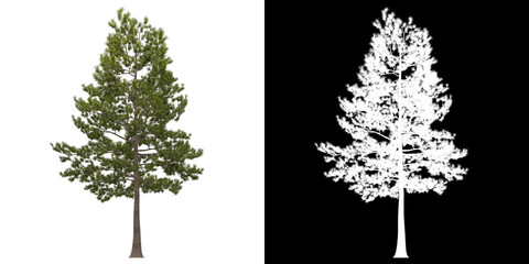 Wall Mural - Front view of tree (Loblolly Pine) png with alpha channel to cutout 3D rendering. For forest and nature compositing.	