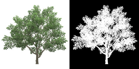 Wall Mural - front view of tree (magnolia virginiana) png with alpha channel to cutout 3d rendering. for forest a