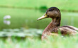 grey Duck walks in the green grass by the water-close-up.