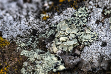 Lichen Community On A Rock, WA