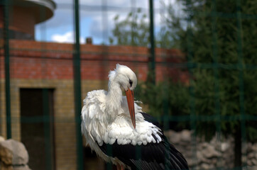 white stork ciconia