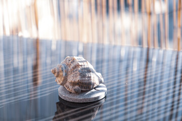 One shell on a stand in sunny day closeup. Selective focus 