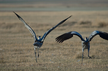 Wall Mural - Common cranes Grus grus taking flight. Gallocanta Lagoon Natural Reserve. Aragon. Spain.