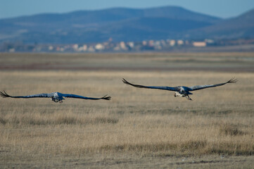 Wall Mural - Common cranes Grus grus taking flight. Gallocanta Lagoon Natural Reserve. Aragon. Spain.