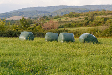 Wall Mural - Bales Wrapped in Plastic For Long Lasting. Scene From Small Serbian Farm Property