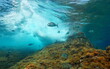 Wave breaking on rock underwater with seabreams fish, Mediterranean sea