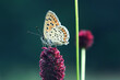 Schmetterling - Bläuling auf einer Kugellauch-Blüte