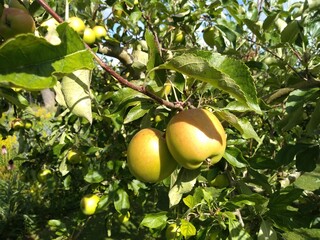 A close up of two apples on a tree in an orchard in the summer sunshine.