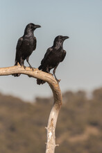 Common Ravens Or Corvus Corax Wild Bird Sitting On Dry Branch Of Tree Against Gray Sky In Nature