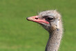© Juan Lopez/ADDICTIVE STOCK - Closeup of head of cute wild common ostrich bird with red beak standing against blurred green background in nature
