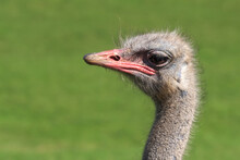 Closeup Of Head Of Cute Wild Common Ostrich Bird With Red Beak Standing Against Blurred Green Background In Nature