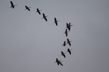 Wall Mural - Common cranes Grus grus in flight. Gallocanta Lagoon Natural Reserve. Aragon. Spain.