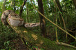 © Roberto Garcia/ADDICTIVE STOCK - Boa constrictor hanging from mossy tree in woods