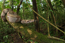 Boa Constrictor Hanging From Mossy Tree In Woods