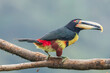 © Roberto Garcia/ADDICTIVE STOCK - Beautiful toucan sitting on tree