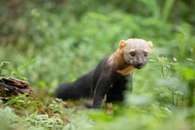Closeup Of Tayra Or Eira Barbara Omnivorous Animal From Weasel Family In Forest