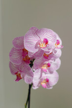 Closeup Of Delicate Petals Of Phalaenopsis With Pink Lines Placed In Studio Under Sunlight On Purple Background