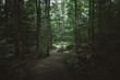 © Travel Own Way/ADDICTIVE STOCK - Natural landscape with narrow trail going through lush green bushes and tall trees in Algonquin Provincial Park in Canada