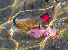 Three Dead And Colorful  Leaves Lie In The Bottom Of A Lake Peacefully, With Sun Light Reflection On The Water Surface. 