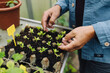 © Westend61 - Close-up of man examining seedlings in a seed tray