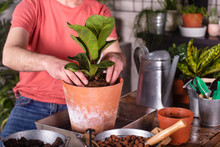 Man Planting Fiddle-leaf Fig In Pot At Home