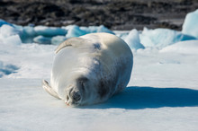 Portrait Of Crabeater Seal (Lobodon Carcinophaga) Sleeping On Ice