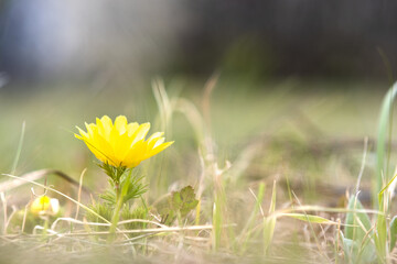 Wall Mural - Close up of small yellow wild flower blooming in green spring field.