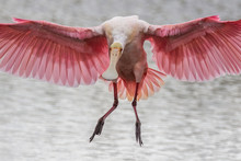 A Roseeate Spoonbill Coming In For A Landing.