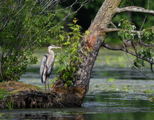 Great Blue Heron Standing Next To The Tree On The Pond