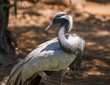 © Gypsy Picture Show - This image shows a wild demoiselle crane (Grus virgo) bird in the sun.