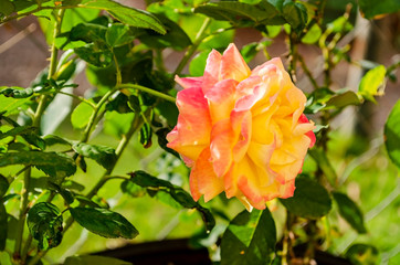 Rose In A Garden